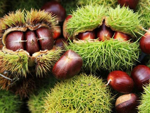 板栗種植的栽培維護-板栗園地選擇